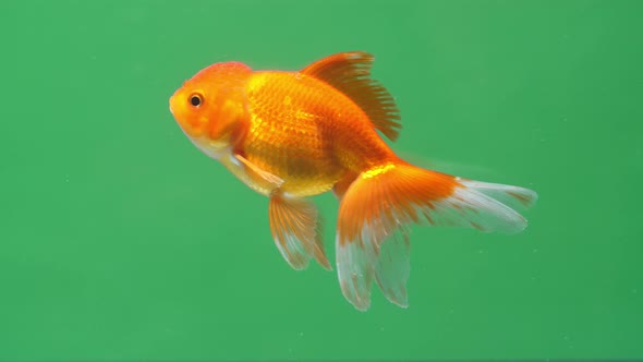 Gold Fish On Green Screen Background alt