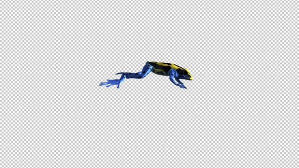 Jumping Frog - II - Poison Dart - Yellow Black Blue - Side View - LS