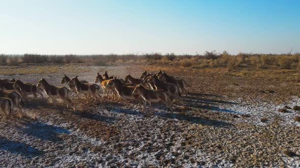 A Herd of Przewalski's Horses Gallops Across the Steppe Filmed From a Drone alt