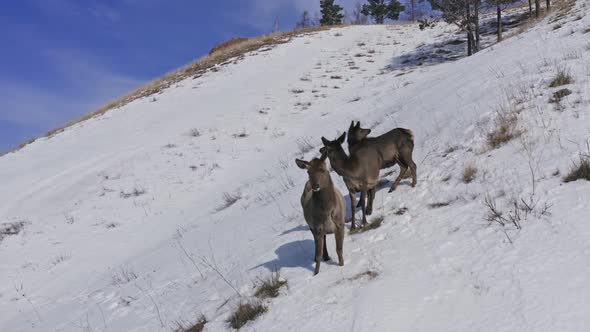 Aerial Shot of a Female Wild Maral with Her Cubs Stands on a Snowcovered Mountainside alt