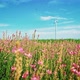 Beautiful Flowers in the Meadow in the Background the Blades of Wind Turbines Rotate Generating - VideoHive Item for Sale