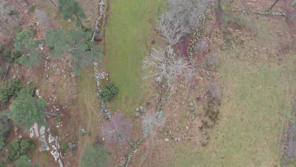 Above Leafless Bare Trees Late Autumn in Field with Stone Fence Aerial