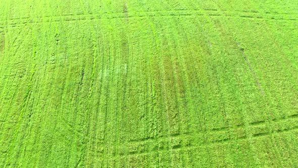 Aerial fly over agricultural land. Aerial view agricultural green field. 