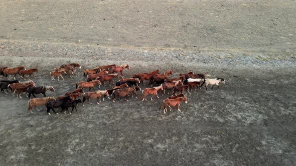 Wild Horses Running. Herd of Horses, Mustangs Running on Steppes To River.  Hdr Slow Motion alt