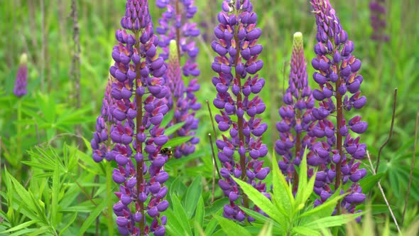 A Bumblebee Insect Pollinates a Purple Lupine Flower in a Lupine Field alt