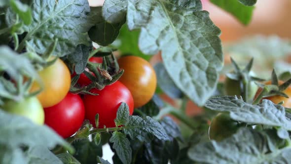 Bush Of Tomatoes In A Pot. Clusters Of Tomatoes Are Visible. Some Are Ripe, Some Are Still Green alt