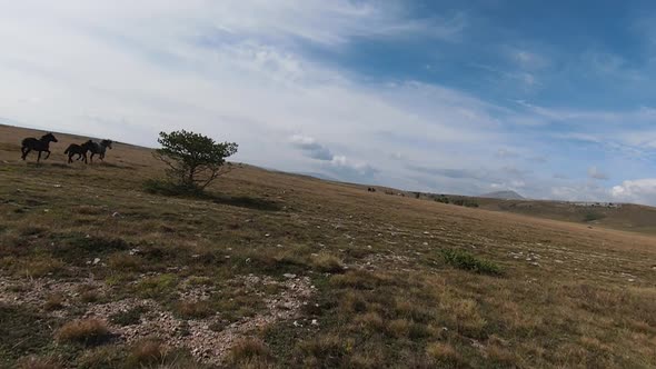 Aerial FPV Drone Flying with a Large Herd of Wild Horses Galloping Fast Across Steppe