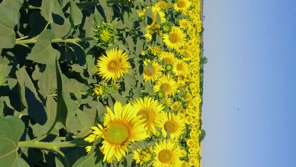 Vertical Video of Field Sunflowers