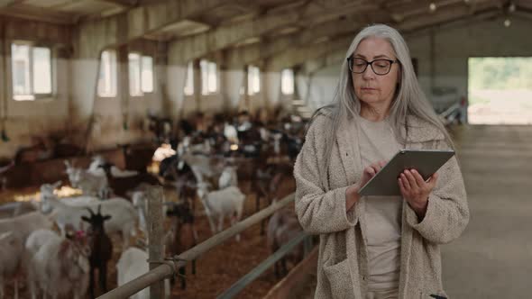 Aged Woman Walking at Goat Farm with Digital Tablet in Hands