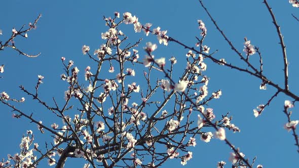 Spring Blooming Tree at Sunny Day