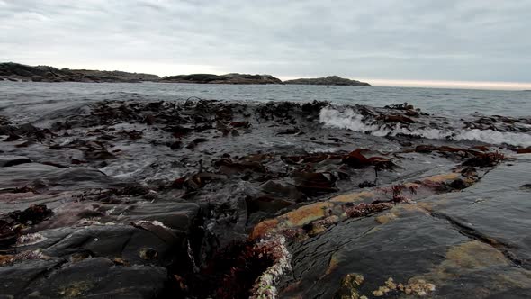 Kelp Kombu - Sea Ribbon Laminaria digitata washing up on rock at Norwegian coastline during late eve alt