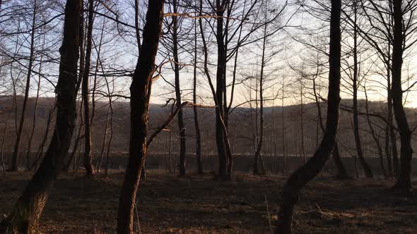 Walking on a forest road, early spring season, with beautiful light coming from sunset alt