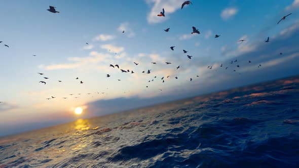 Seagulls Fly On The Surface Of The Calm Sea