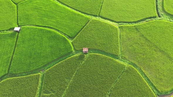 Aerial view drone flying over of agriculture in paddy rice fields for cultivation