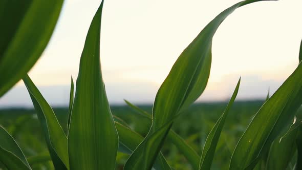 Corn Stalks Swaying On the Wind