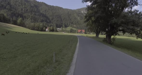 Road and Cows in Nature