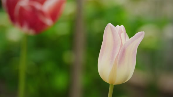 White and Pink Tulip Flower Blooming in the Garden on the Spring Wind in Slow Motion alt
