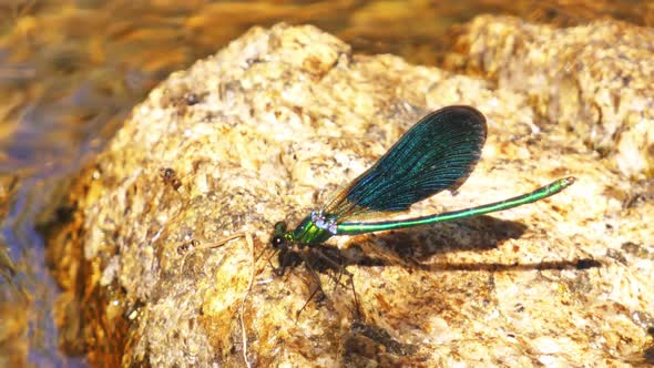 Damsel Fly Metalic002 alt