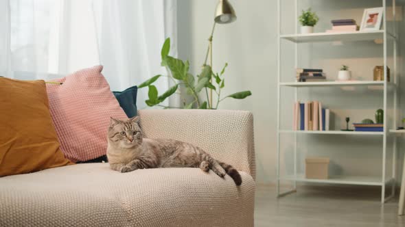 Cat Lying on Sofa Closeup Scottish Fold Portrait alt
