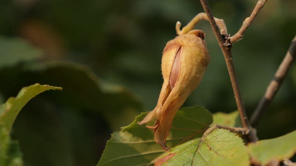 Tasty common hazel fruit  shallow DOF 4K 2160p 30fps UltraHD footage -  Corylus avellana on tree bra alt