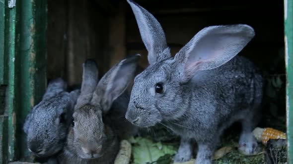 A group of white rabbits eating food on the farm, many rabbits alt