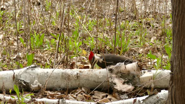 Pileated woodpecker drilling fallen tree wood at a forest, static shot alt