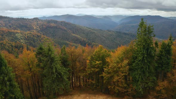 Golden Autumn Drone View of Forest Landscape with Yellow Trees From Above alt