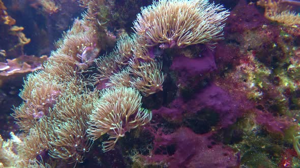 Sea anemones showing the texture and tentacles