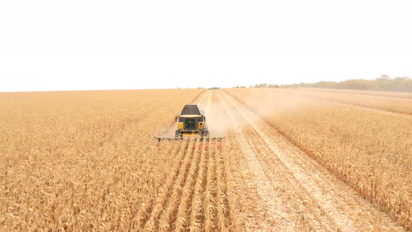 Aerial Shot of Harvester Gathering Corn Crop in Farmland. Flying Over Combine Working on Farm During alt