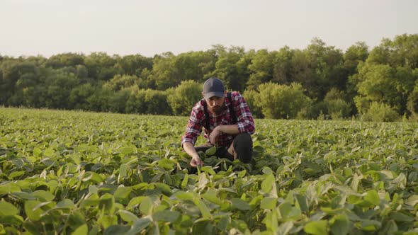 Farmer Carefully Looks on His Crops alt