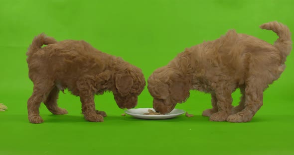 Cute poodle puppies eating from a plate