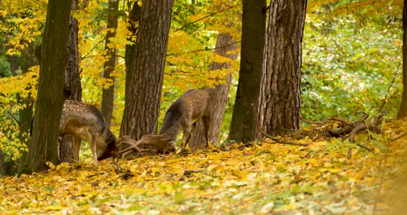 Two European Fallow Deer (Dama dama) are Fighting in Autumn Forest alt