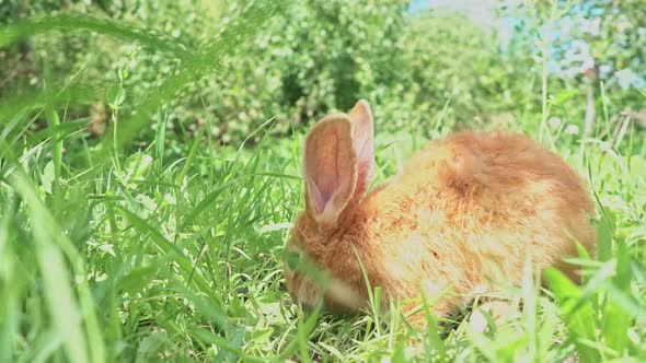 Cute Adorable Red Fluffy Rabbit Sitting on the Green Grass Lawn in the Backyard alt