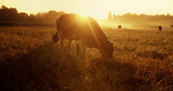 The cows graze in the early morning in the meadow. The first rays of sunlight illuminate