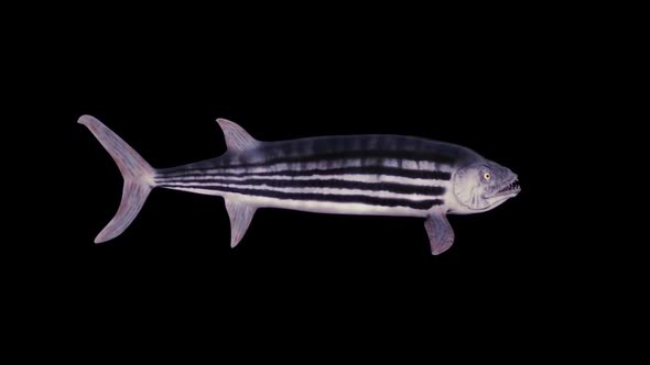 Xiphactinus Fish alt