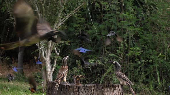 980237 Birds at the Feeder, Superb Starling, African Grey Hornbill, Group in flight, Tsavo Park in K alt