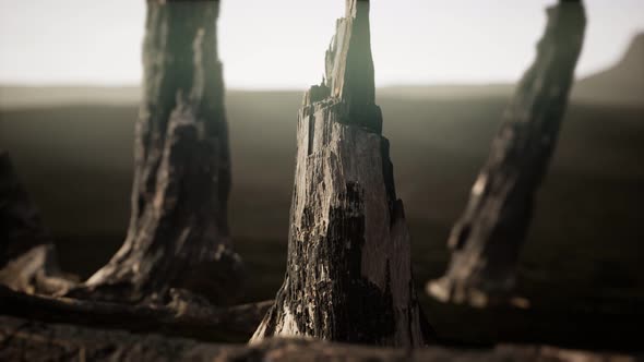 Logs and Trunks After the Forest Fire alt