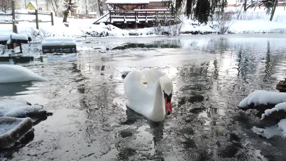 White swan in the winter icy pond. alt