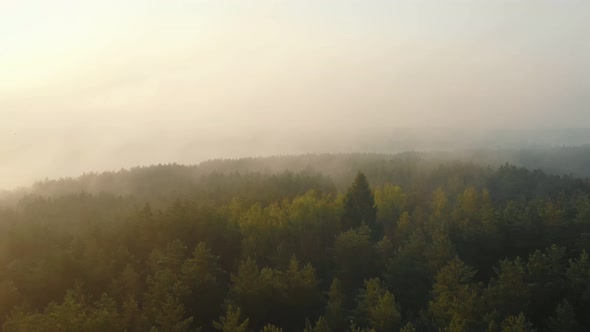 Drone Flying Over Magnificent Misty Green Summer Forest Trees Covered with Amazing Thick Sunrise Fog alt