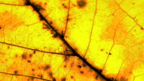 Macro close up of autumn leaves. Red yellow and green leaf alt