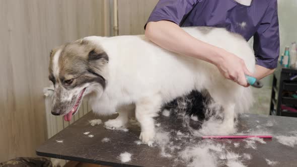 Professional woman groomer shaving dog with trimmer. Animal hair cut and pet care at home. alt