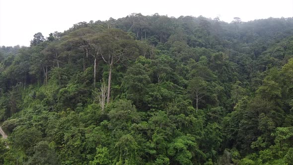 Aerial view of trees and mountains view by drone