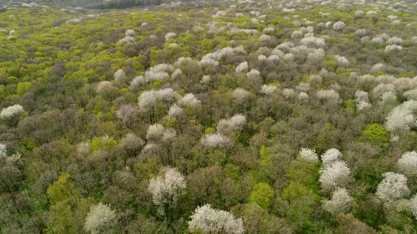 Flight Over the Spring Ukrainian Forest