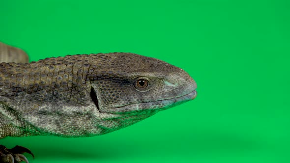 Savannah Monitor Lizard - Varanus Exanthematicus on Green Background. Close Up alt