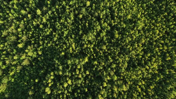 Spring Forest Top View. Wild Nature. Aerial View alt