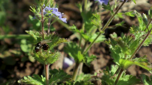 Flying winged ant, alates sits on blue flowers