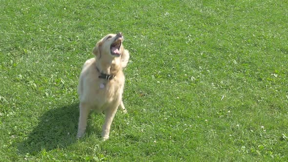 Golden Retriever Dog Jumping And Catching Ball