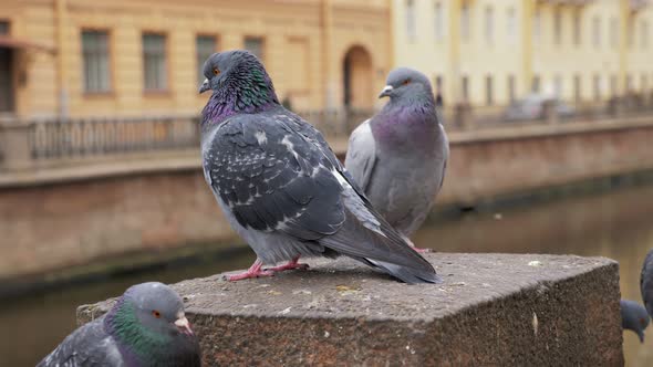 City Pigeons Are Sitting on Fence of Embankment in Town in Daytime