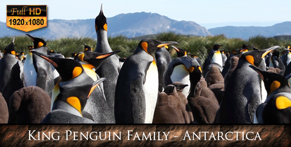 King Penguin Family Antarctica