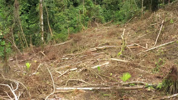 Drone deforestation scene slowly flying over a dry and logged part of the Amazonian rainforest  alt